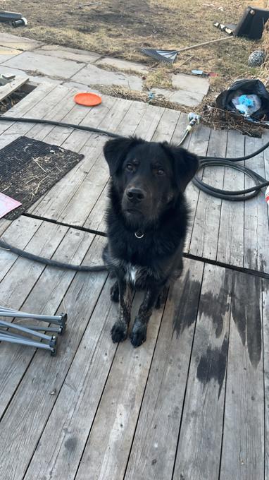 Meremma / German shepard