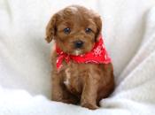 Cavapoos