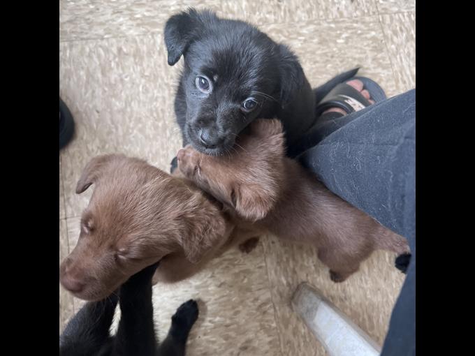 Labrador retriever