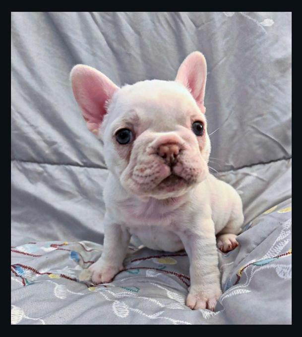 French bulldog