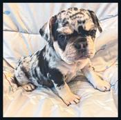 French bulldog