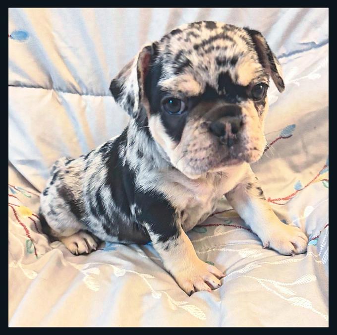 French bulldog