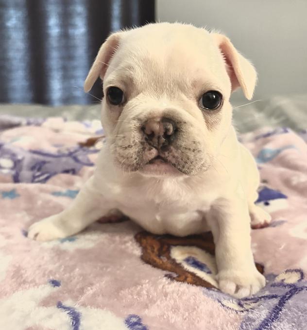 French bulldog