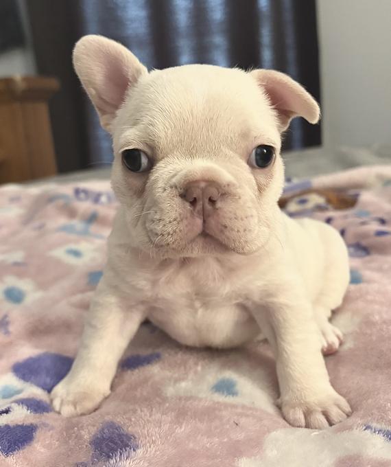 French bulldog