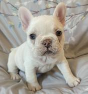 French bulldog