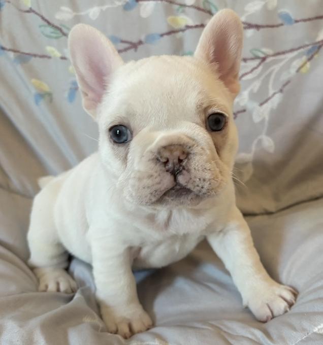 French bulldog
