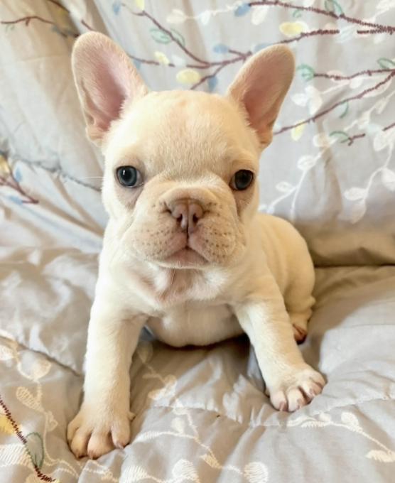 French bulldog