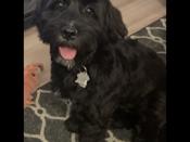 Bichon mix