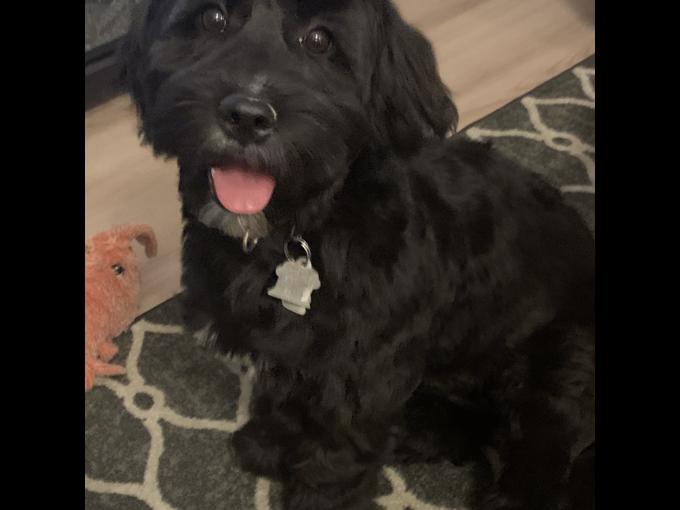 Bichon mix