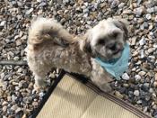 Shihtzu BichonFrise