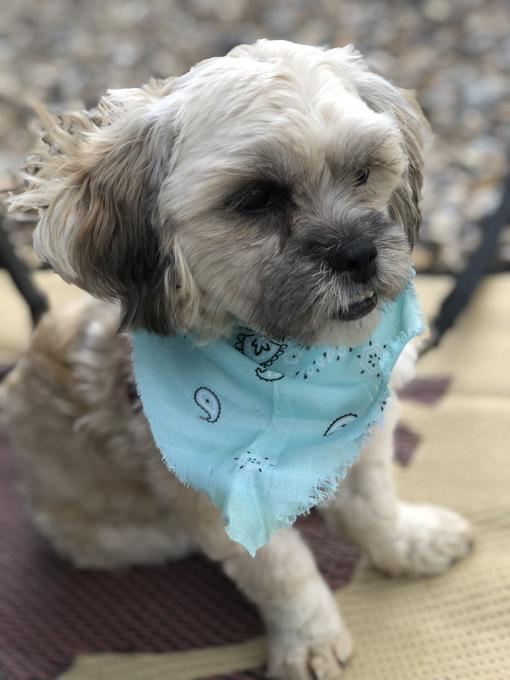 Shihtzu BichonFrise