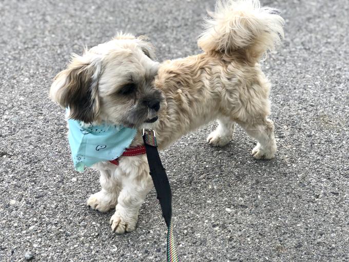 Shihtzu BichonFrise