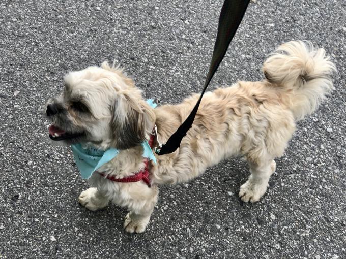 Shihtzu BichonFrise