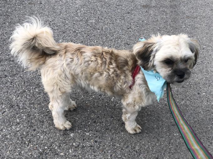 Shihtzu BichonFrise