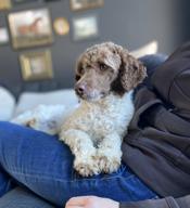 Poodle