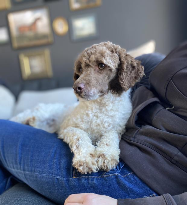 Poodle