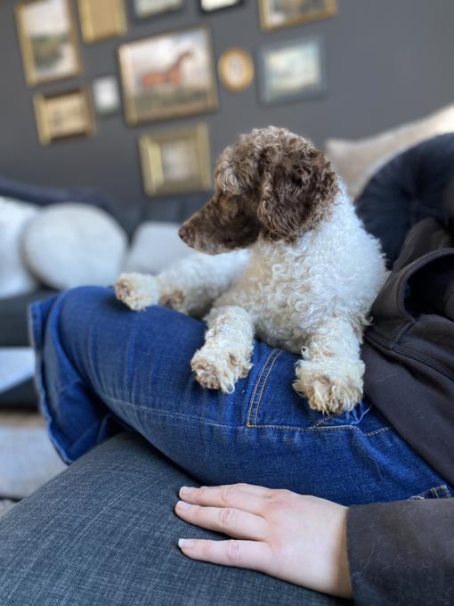 Poodle