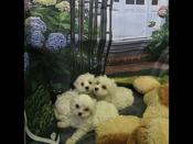 maltipoo
