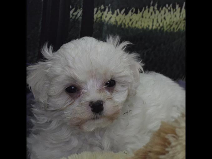 maltipoo