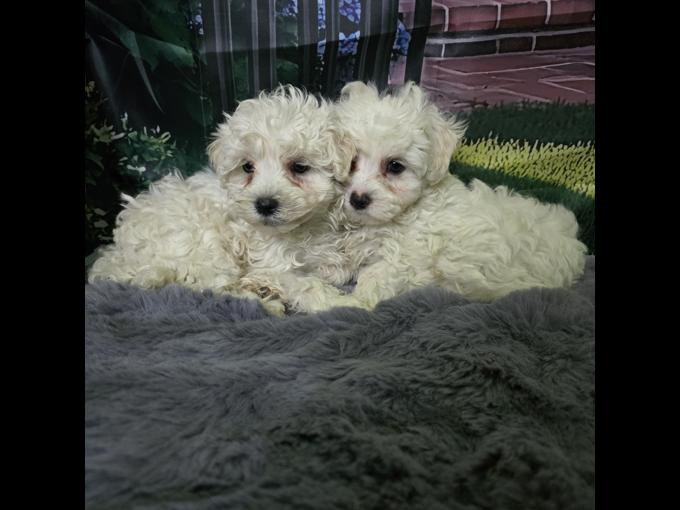 maltipoo