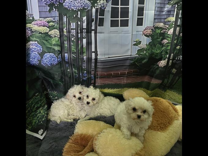 maltipoo