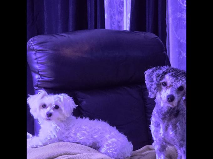 maltipoo
