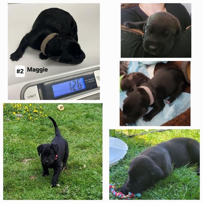Lab/Great Dane x Bullmastiff