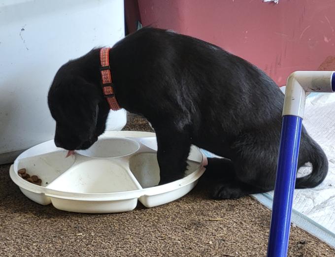 Lab/Great Dane x Bullmastiff