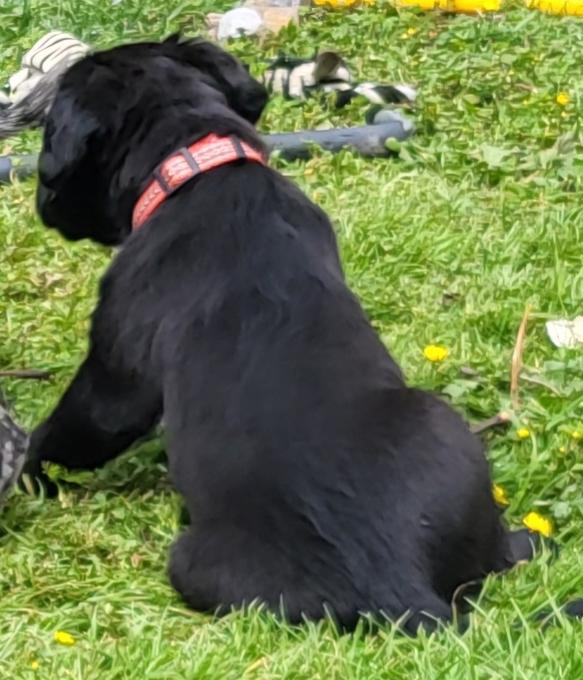 Lab/Great Dane x Bullmastiff
