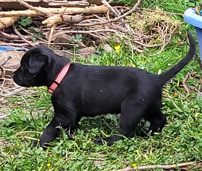 Lab/Great Dane x Bullmastiff