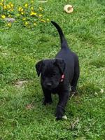 Lab/Great Dane x Bullmastiff