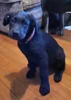 Lab/Great Dane x Bullmastiff
