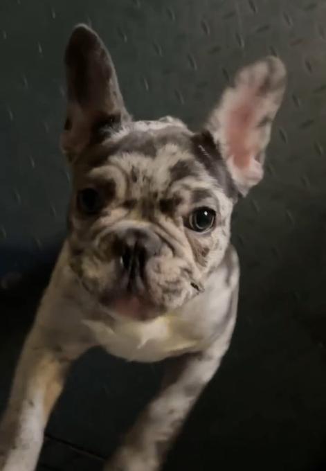 French Bulldog