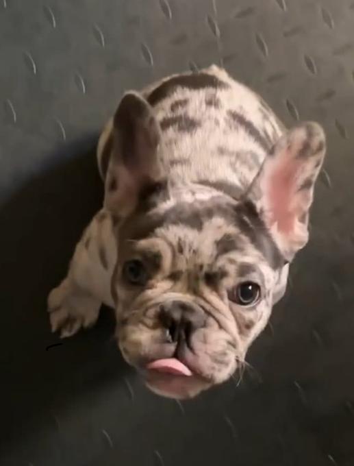 French Bulldog