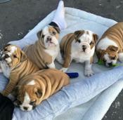 English Bulldog