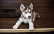 Siberian Husky
