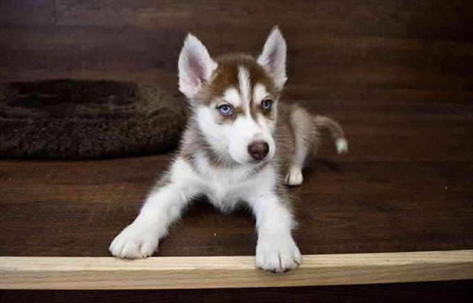 Siberian Husky