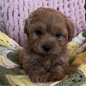 Yorkie poo