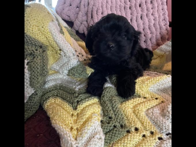 Yorkie poo