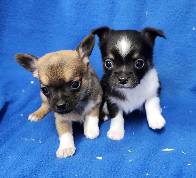 Chihuahua