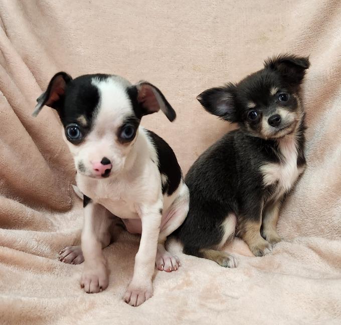 Chihuahua