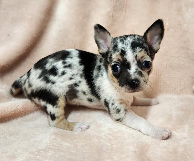 Chihuahua