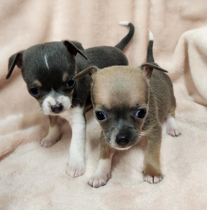 Chihuahua