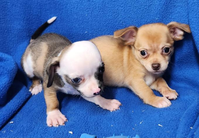 Chihuahua