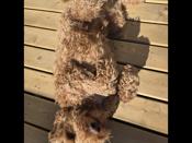 Goldendoodle