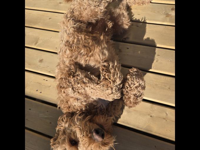 Goldendoodle