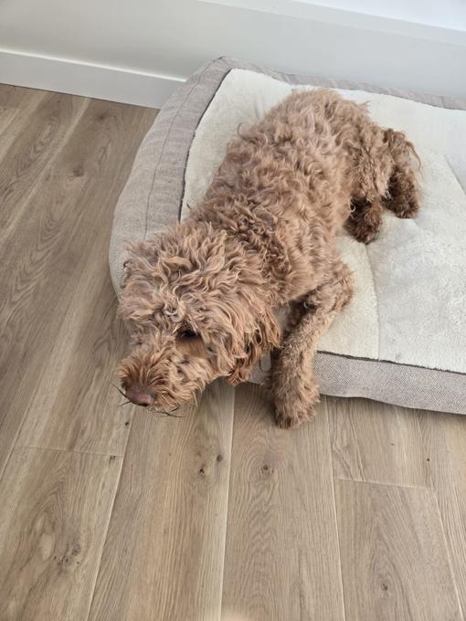 Goldendoodle