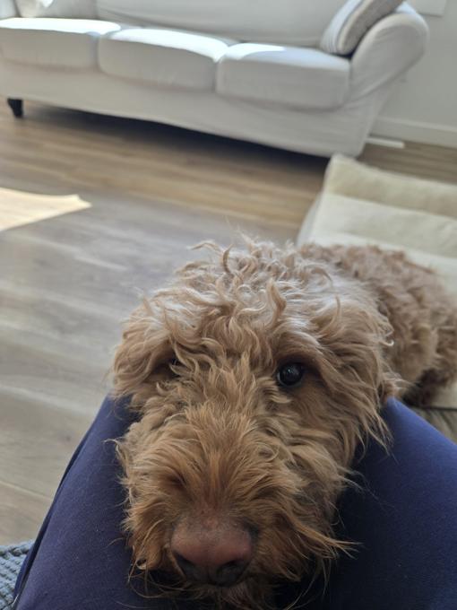 Goldendoodle