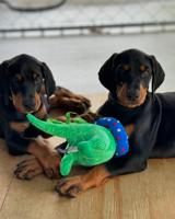 Doberman Pinscher