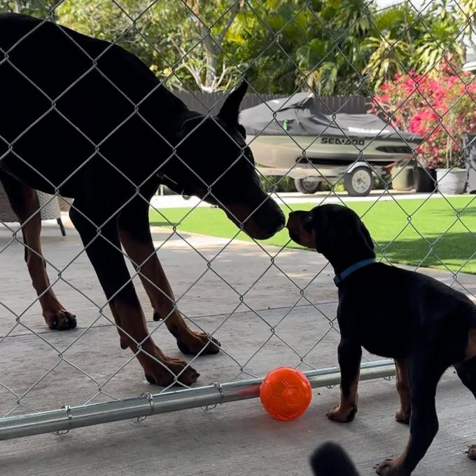 Doberman Pinscher